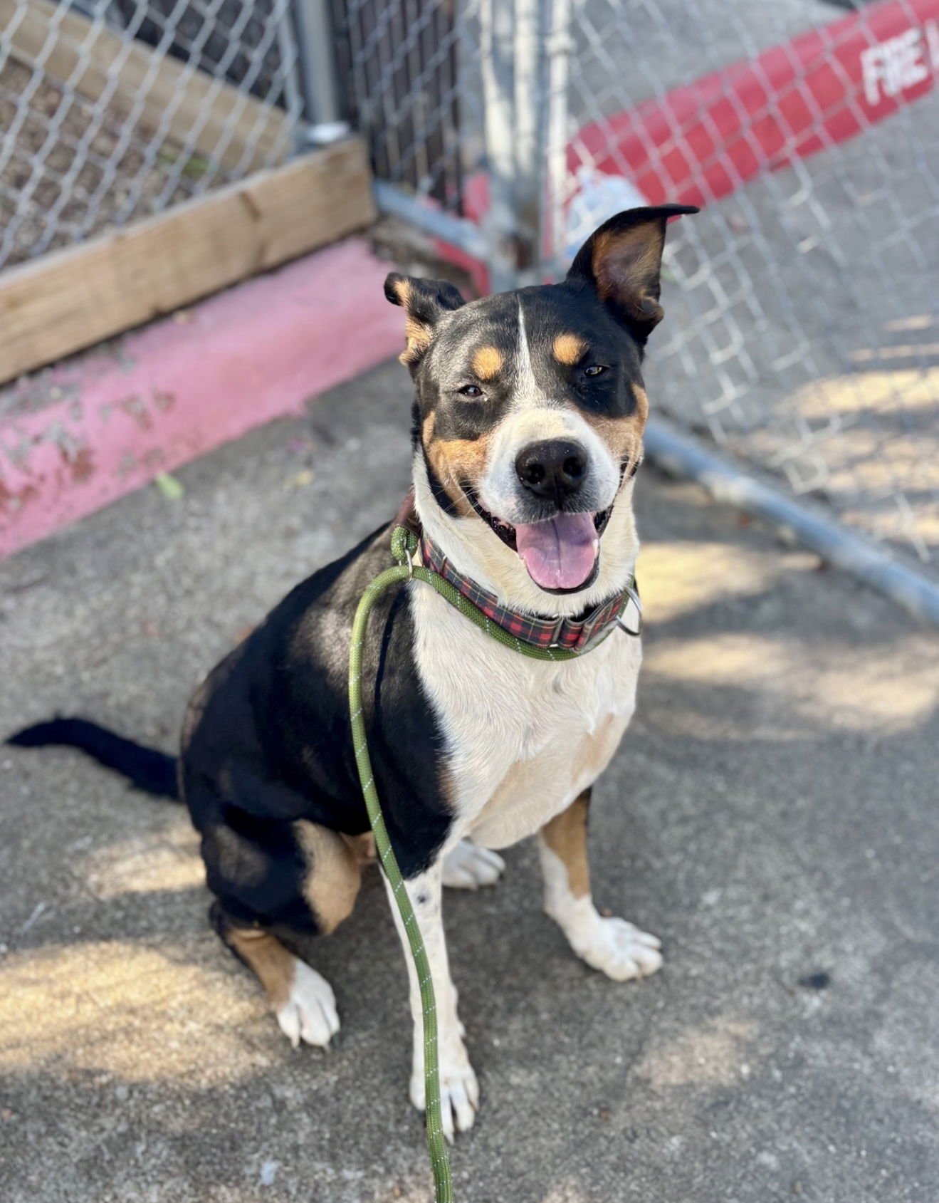 PRINCETON - Labrador Retriever / Cattle Dog available for adoption