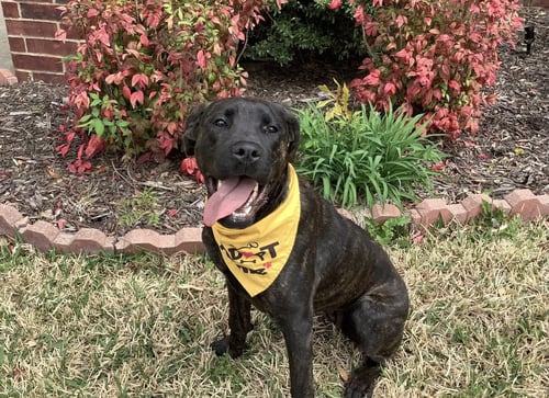 PHOENIX - Cane Corso Mastiff available for adoption