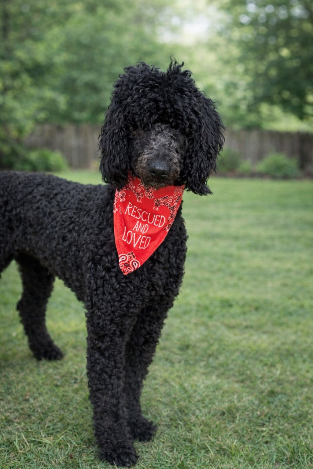 CHARLIE - Poodle (Standard) available for adoption