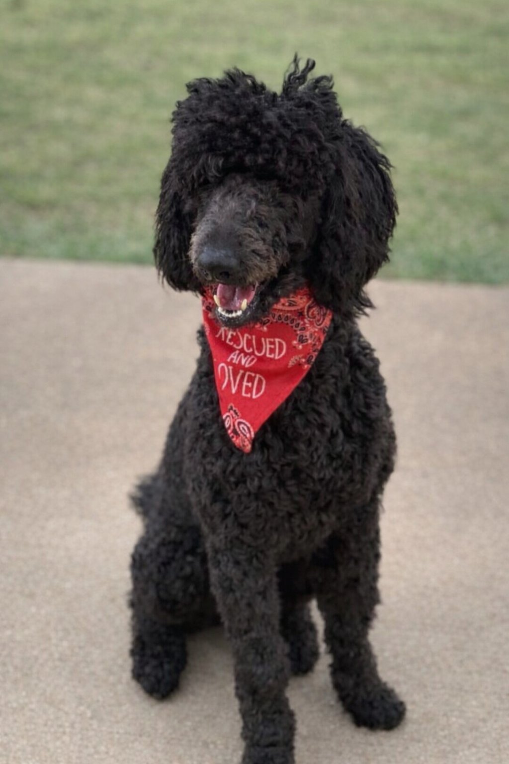 CHARLIE - Poodle (Standard) available for adoption