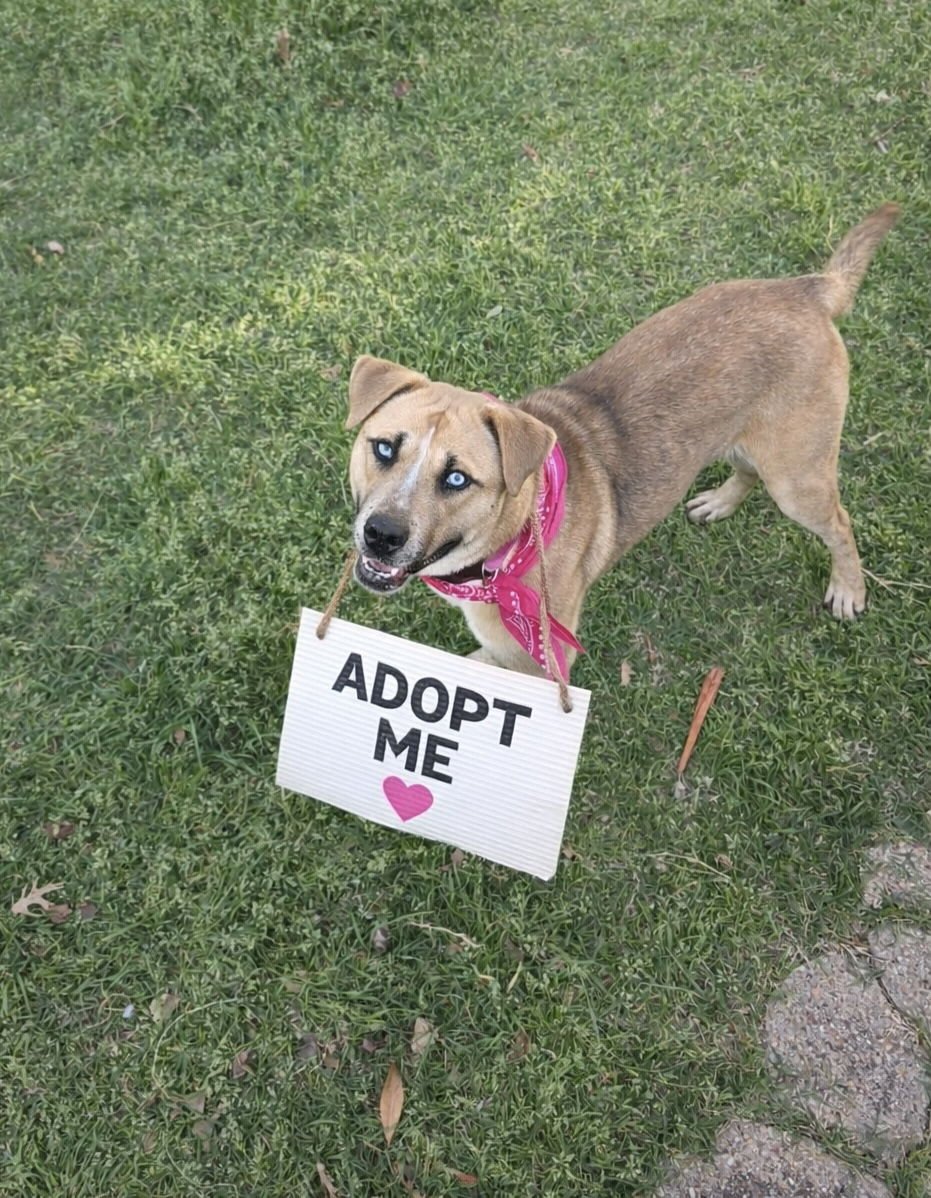 KAYA - Cattle Dog / Shar Pei available for adoption