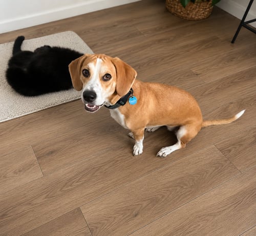 IZZY - Beagle / Basset Hound available for adoption
