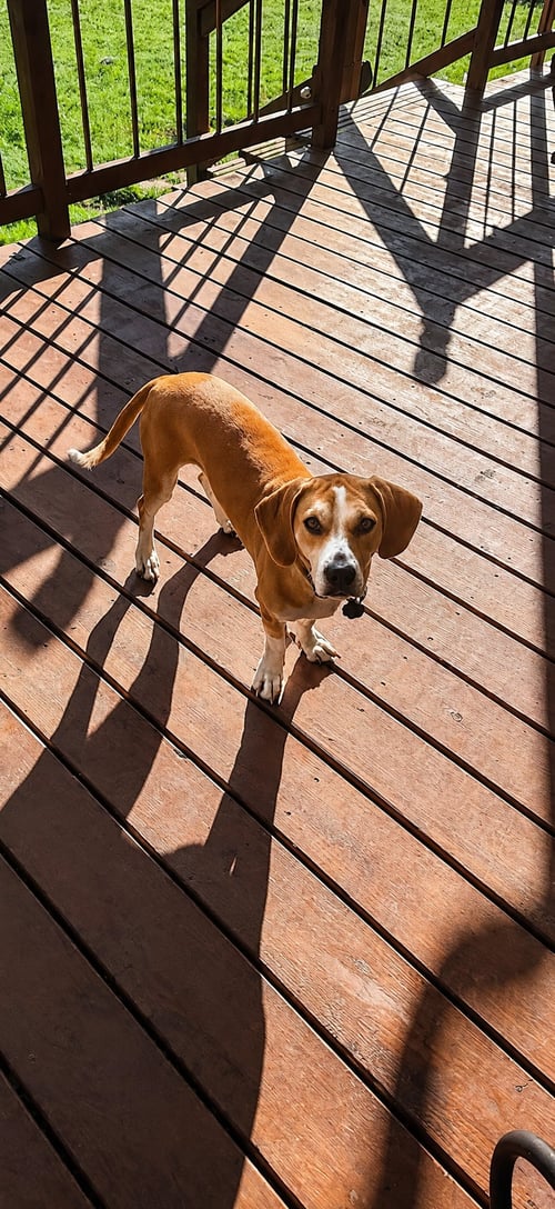 IZZY - Beagle / Basset Hound available for adoption