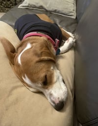 Izzy - Photo 3