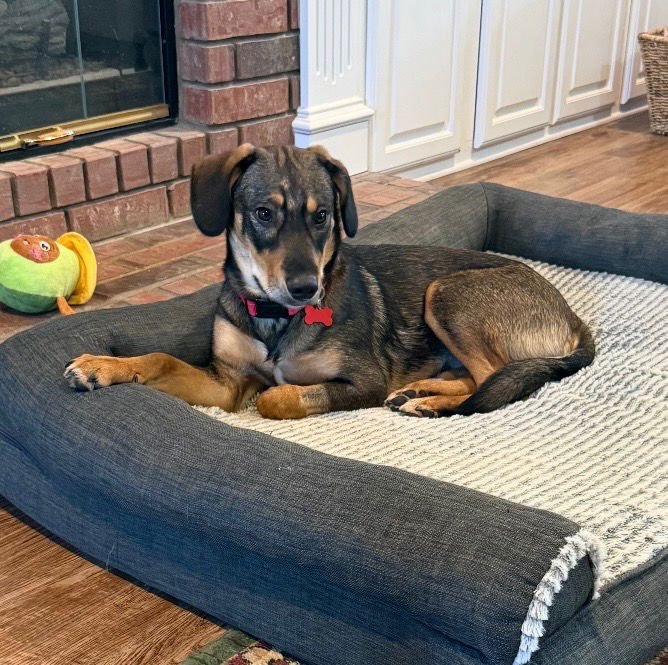 TRACKER - Beagle / Foxhound available for adoption