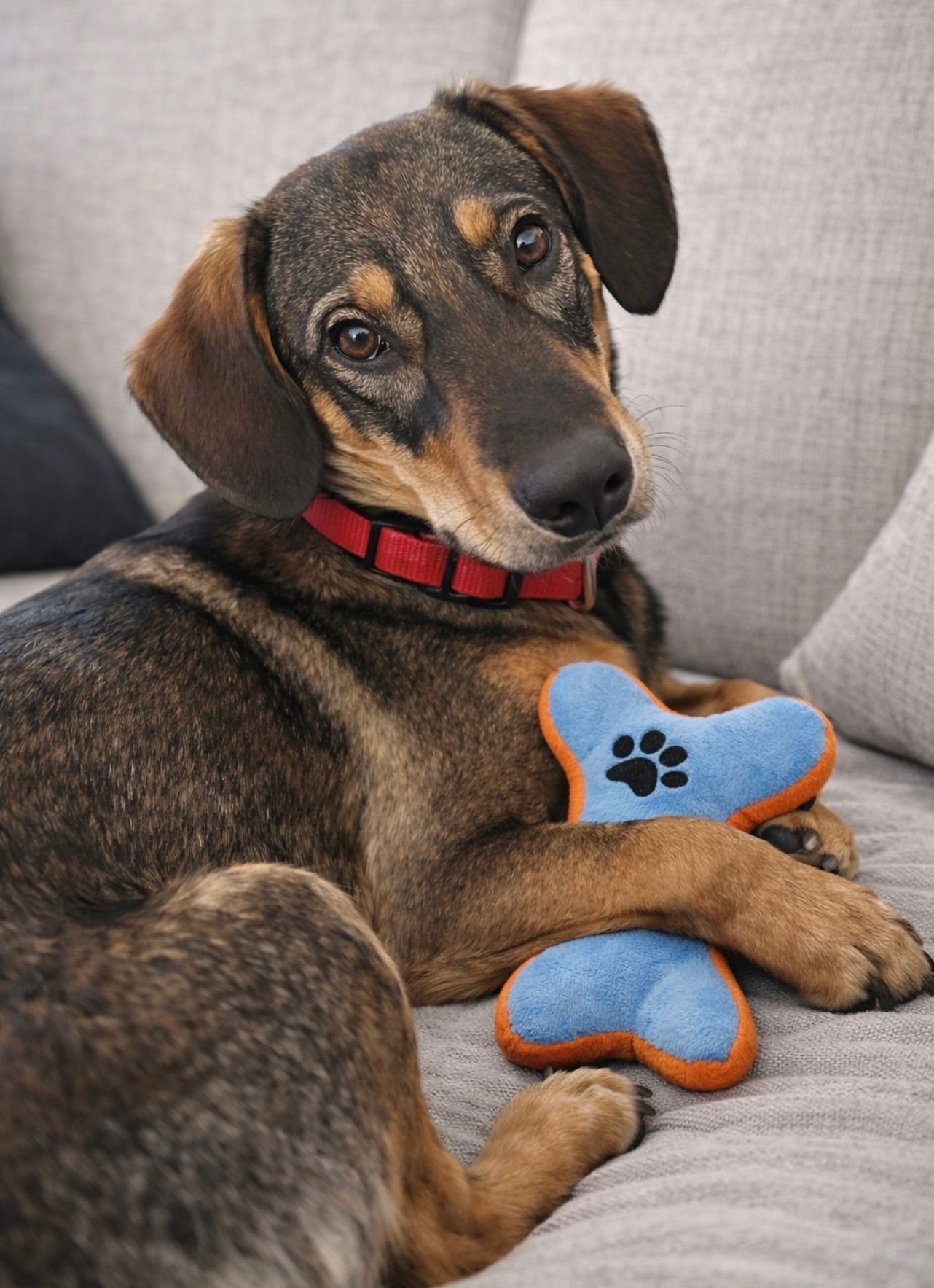 TRACKER - Beagle / Foxhound available for adoption