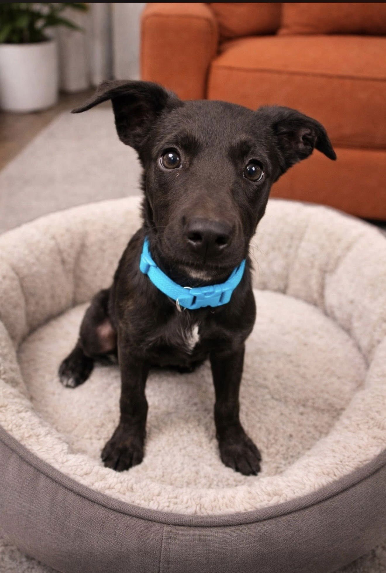 BEACHES - Labrador Retriever / Terrier available for adoption