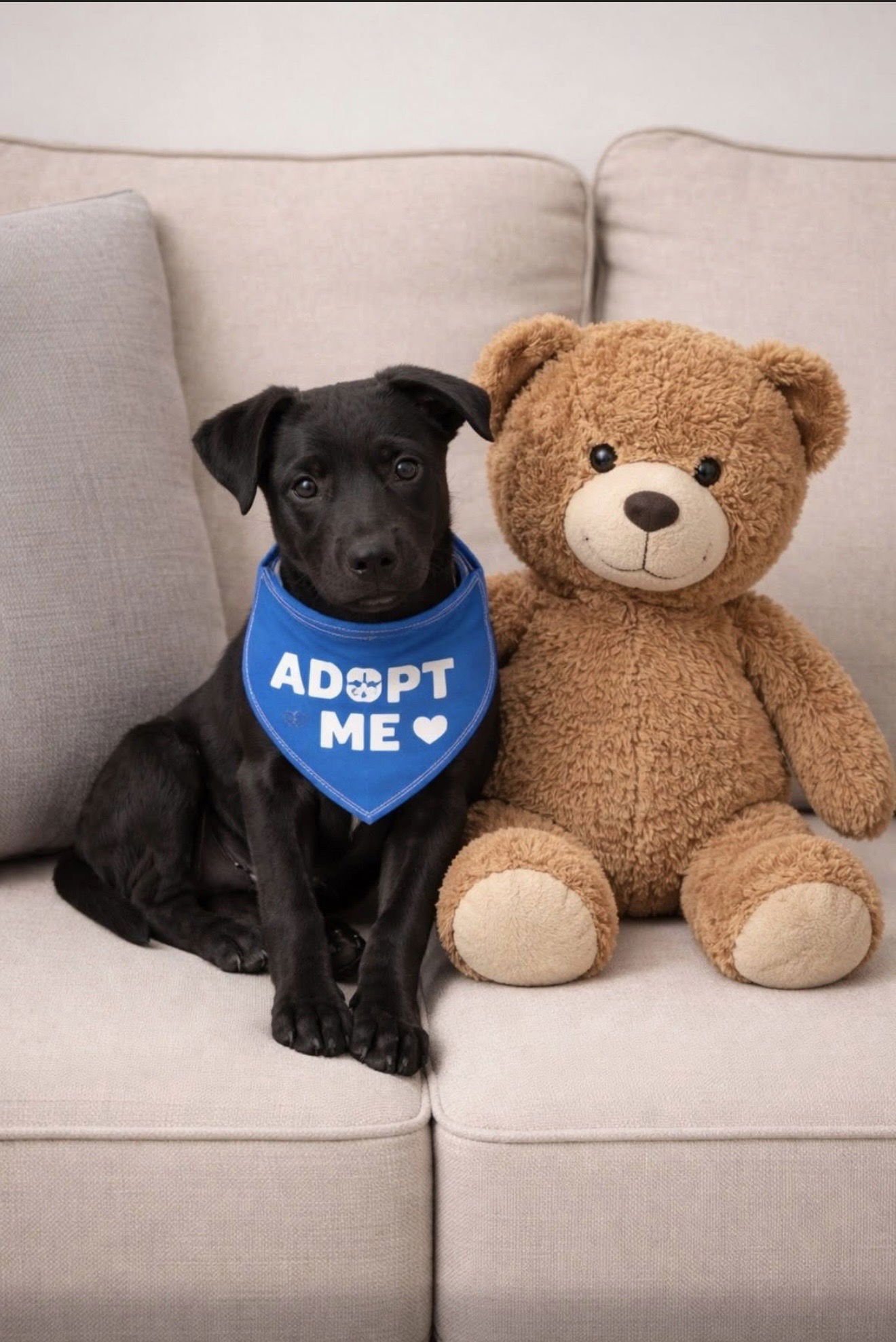 BEACHES - Labrador Retriever / Terrier available for adoption