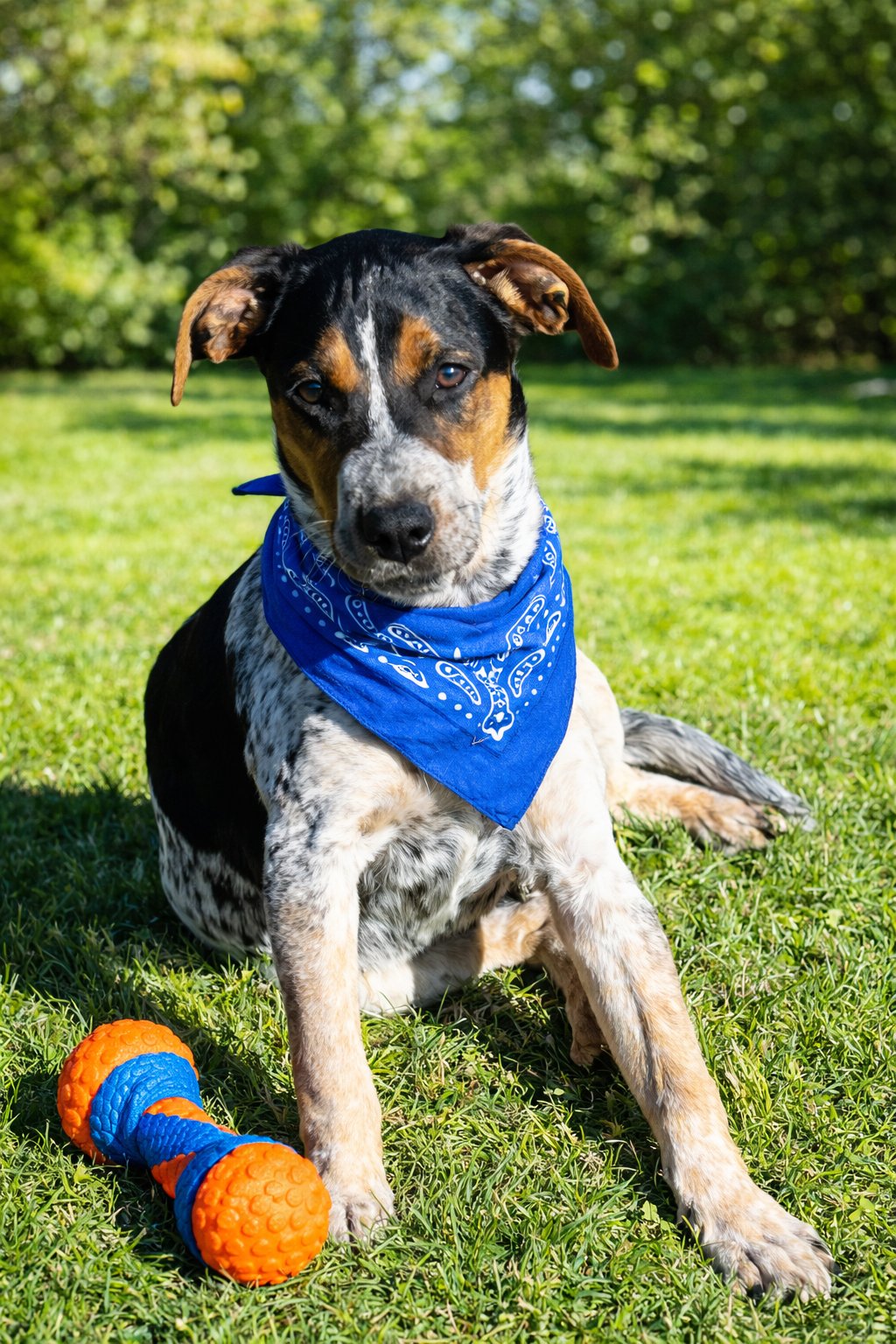 KADE - Hound available for adoption