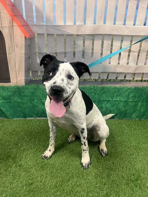 FIONA - Cattle Dog / Terrier available for adoption