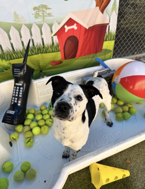 FIONA - Cattle Dog / Terrier available for adoption