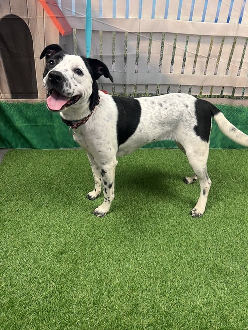 FIONA - Cattle Dog / Terrier available for adoption
