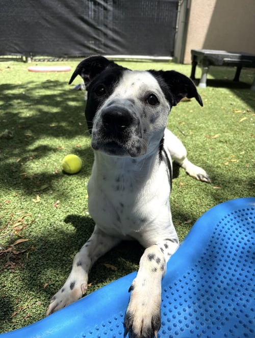 FIONA - Cattle Dog / Terrier available for adoption