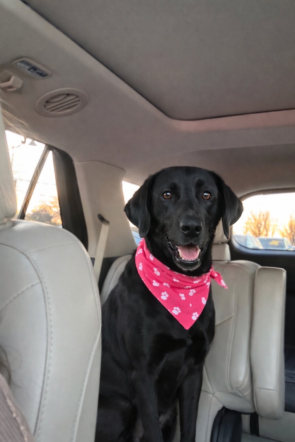 RUE - Black Labrador Retriever available for adoption