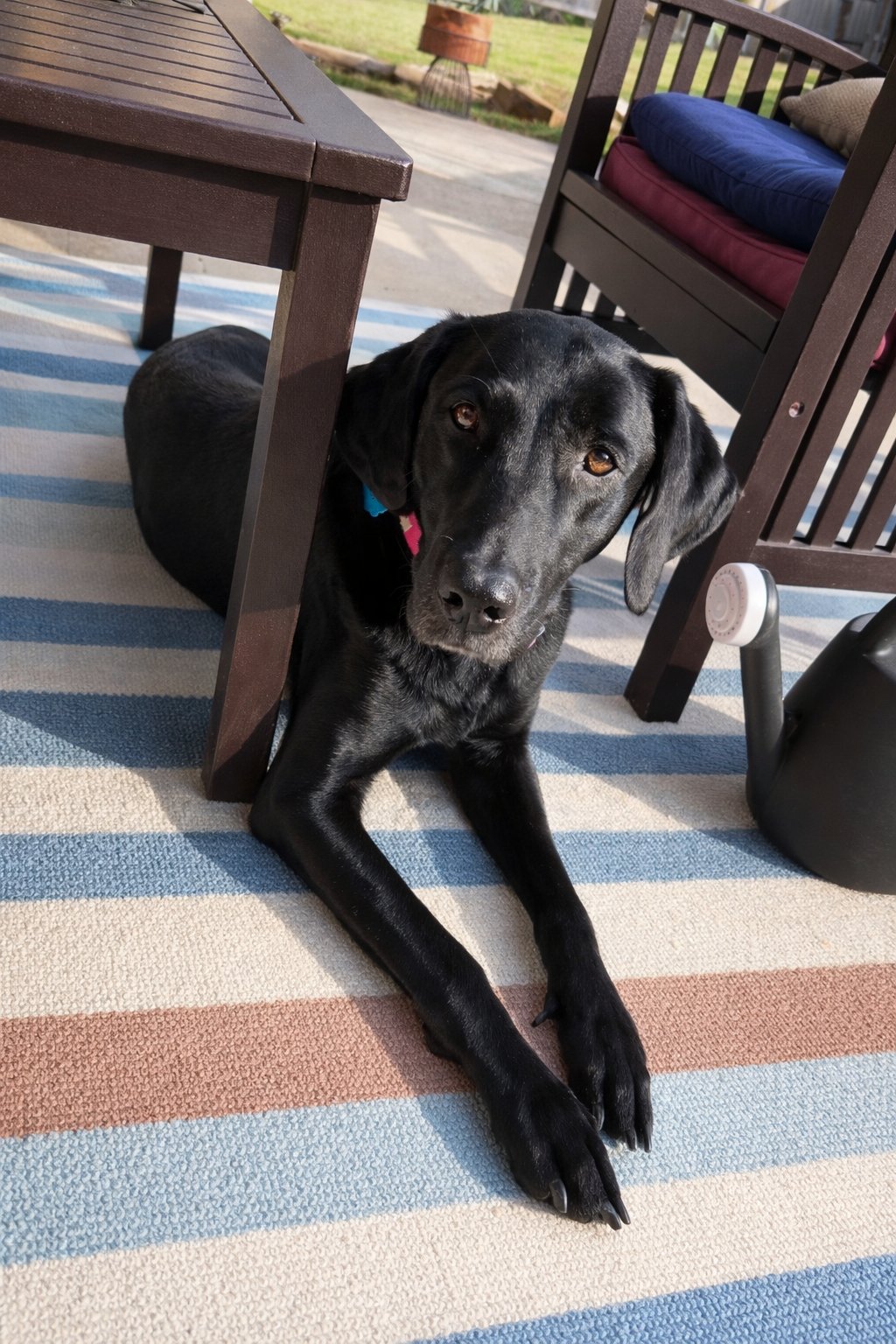 RUE - Black Labrador Retriever available for adoption