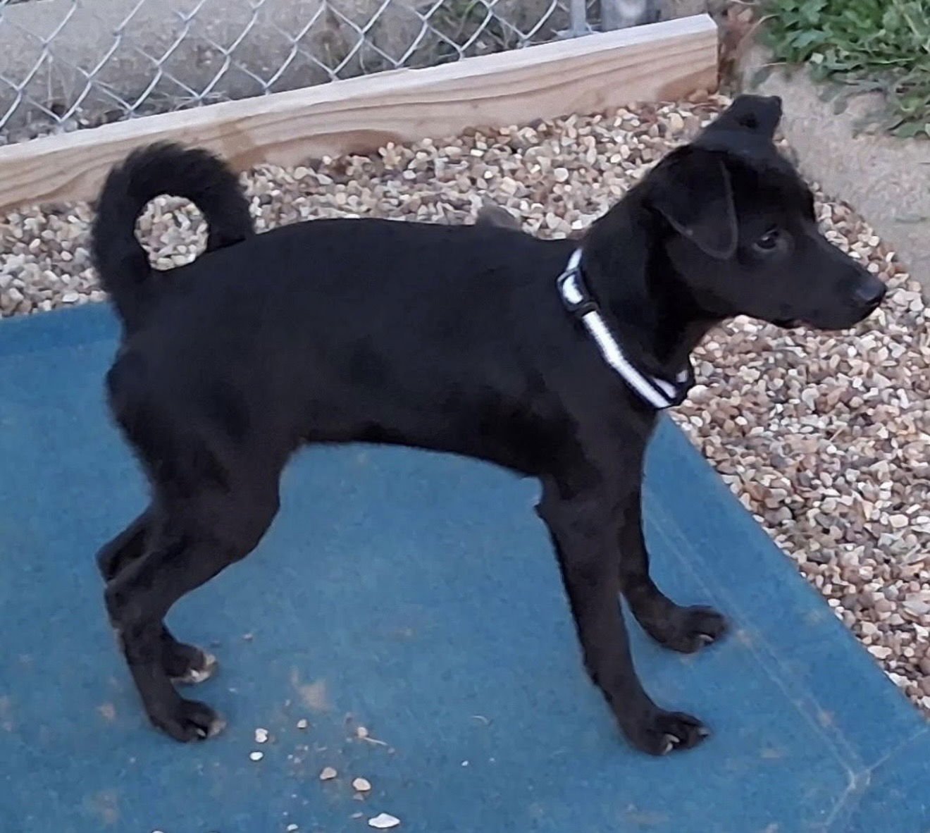 BREEZY - Labrador Retriever available for adoption