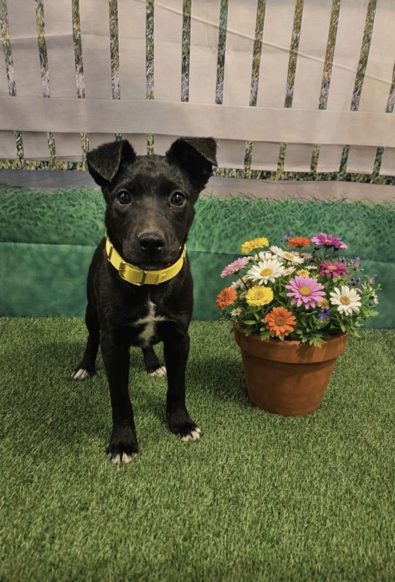BREEZY - Labrador Retriever available for adoption