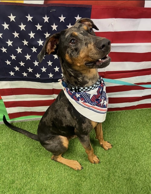 BRONCO - Doberman Pinscher / Catahoula Leopard Dog available for adoption