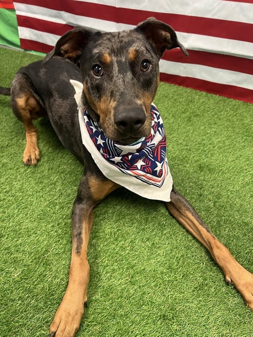 BRONCO - Doberman Pinscher / Catahoula Leopard Dog available for adoption