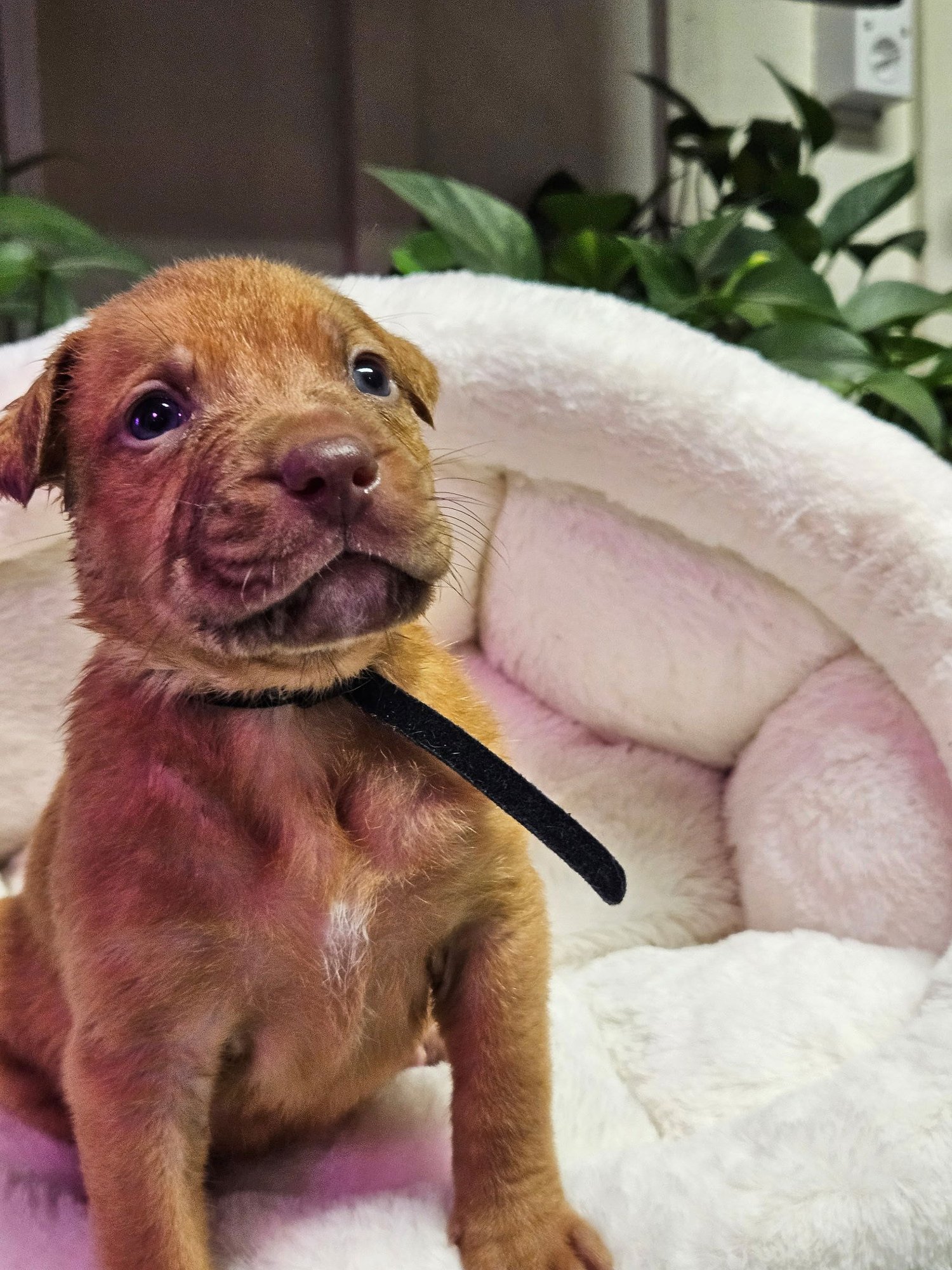 WAFFLES - Shepherd / Terrier available for adoption