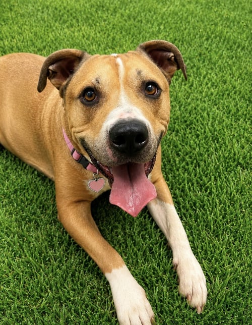 BOOMER - Hound / Terrier available for adoption