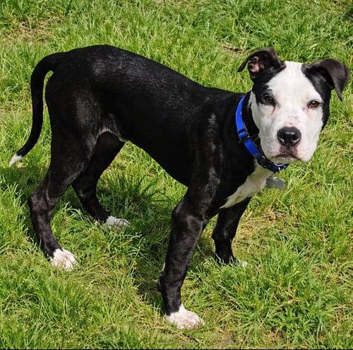 ZAK FLASH - Terrier available for adoption