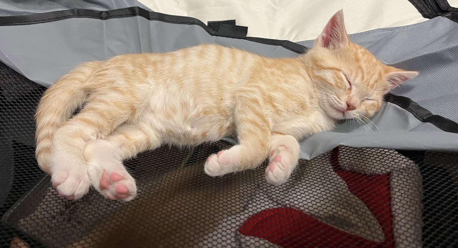 PUMPKIN - Domestic Short Hair available for adoption