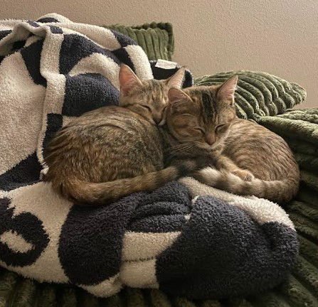 PRINCESS & DUCHESS - Domestic Short Hair available for adoption