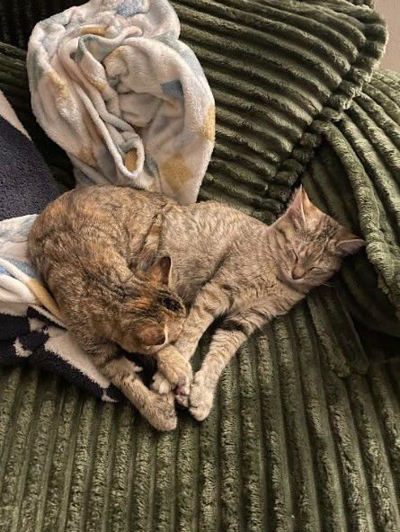 Princess & Duchess - Photo 3