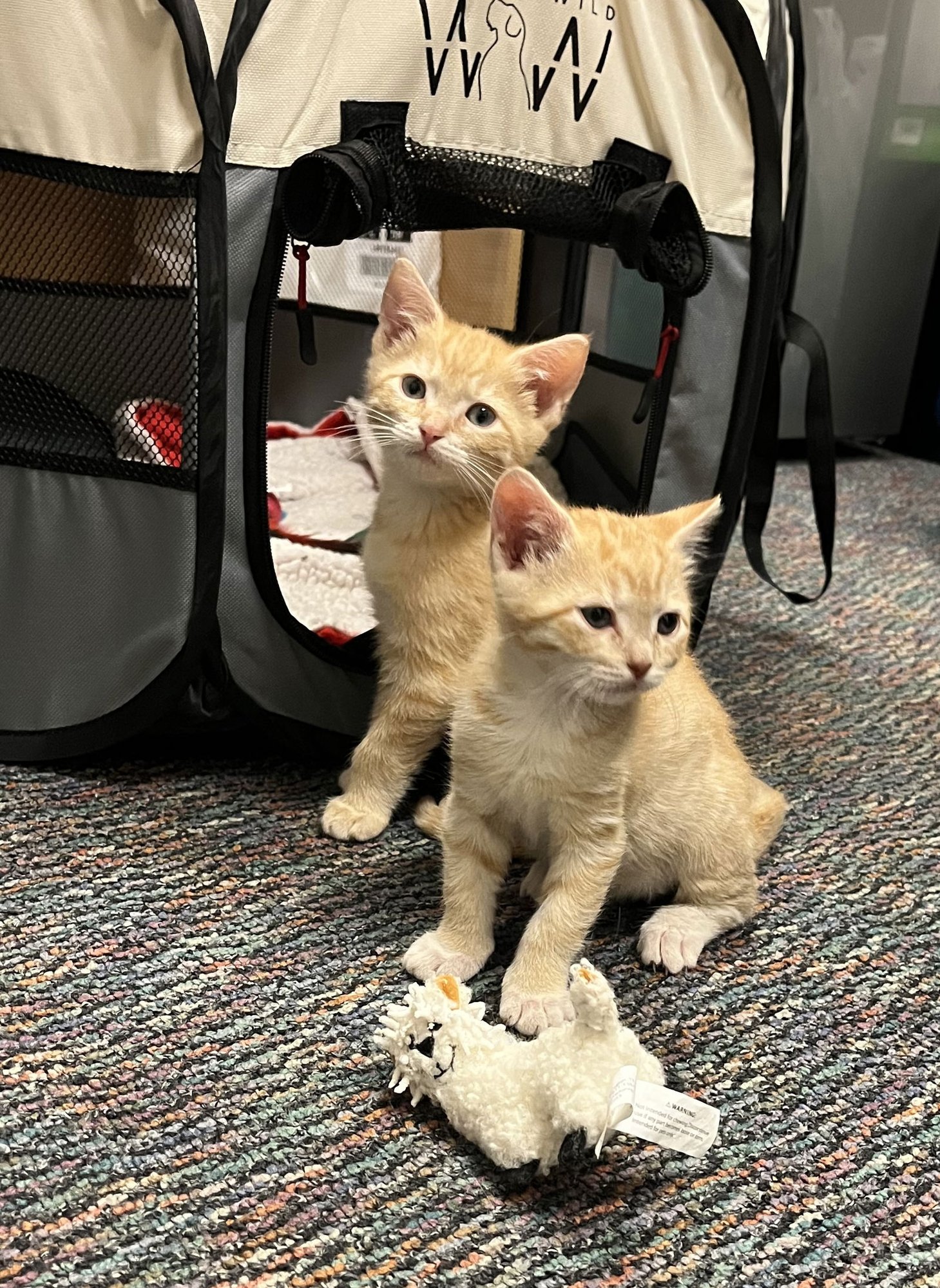 BEAR - Domestic Short Hair available for adoption