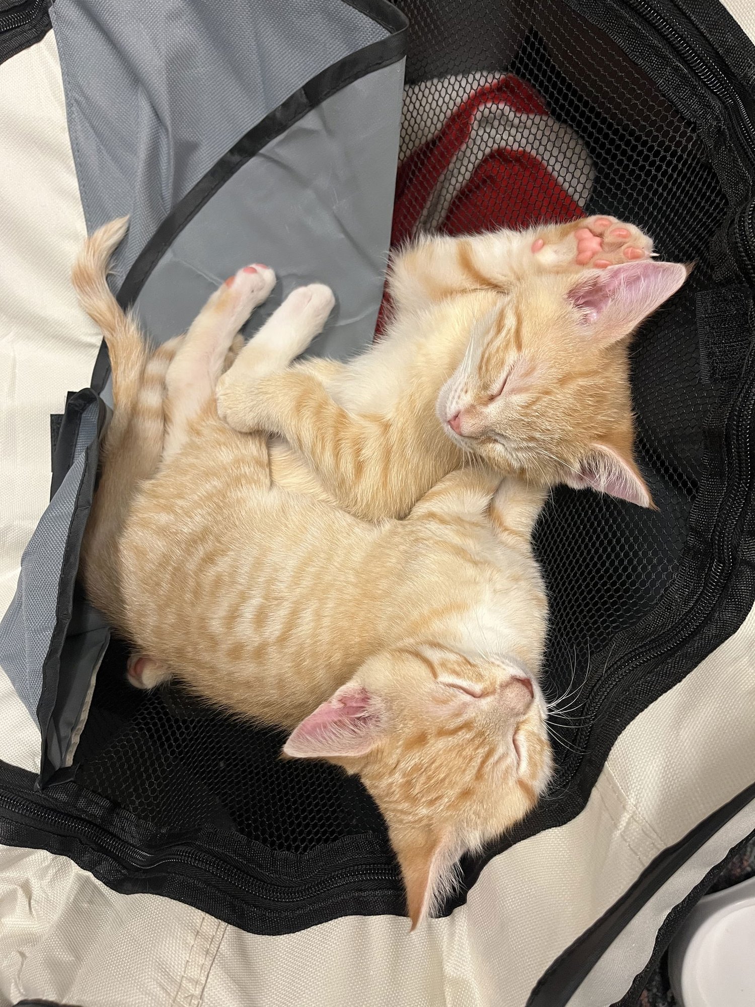 BEAR - Domestic Short Hair available for adoption