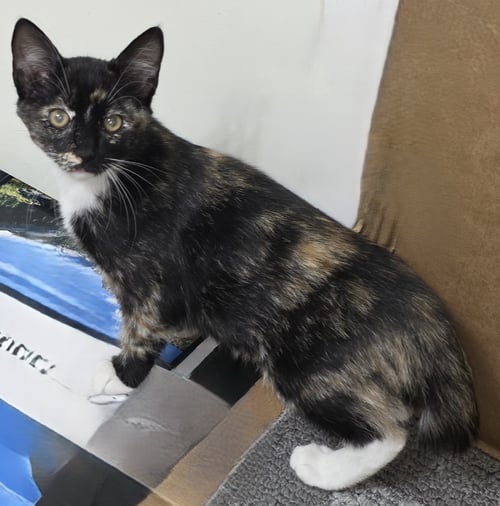 MAGGIE H. - Domestic Short Hair for adoption in Durham