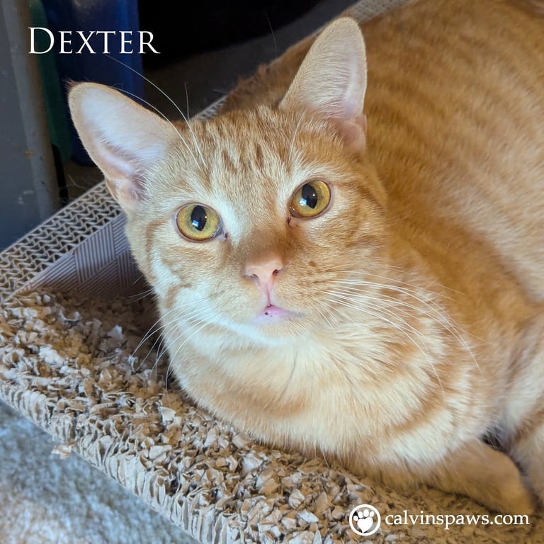 Dexter E Image
