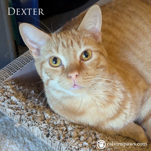 DEXTER E - Domestic Short Hair for adoption in Durham