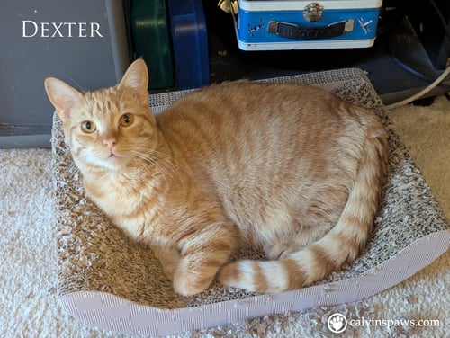 DEXTER E - Domestic Short Hair available for adoption