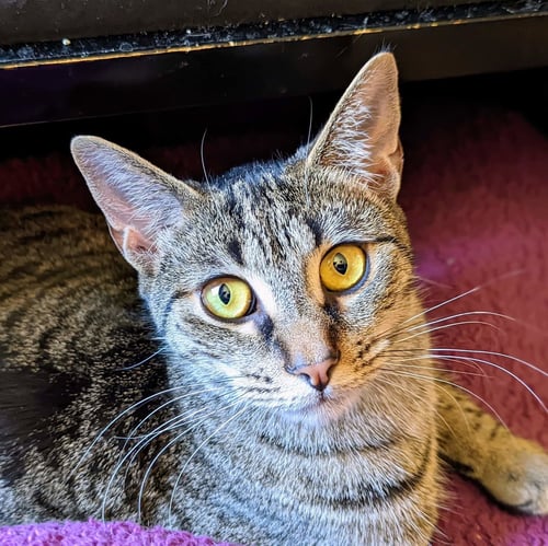 SPARROW E - Domestic Short Hair for adoption in Durham