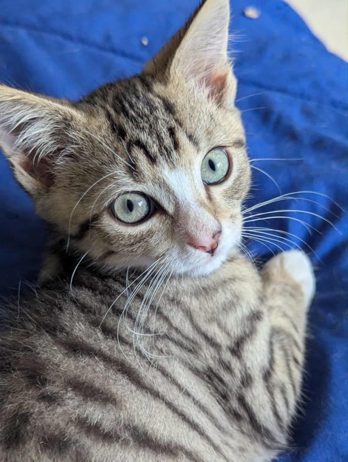 AMOS E - Domestic Short Hair for adoption in Durham