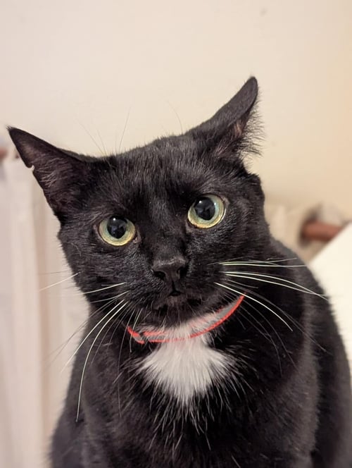 THUNDERBIRD ("BIRDIE") - Domestic Short Hair for adoption in Durham