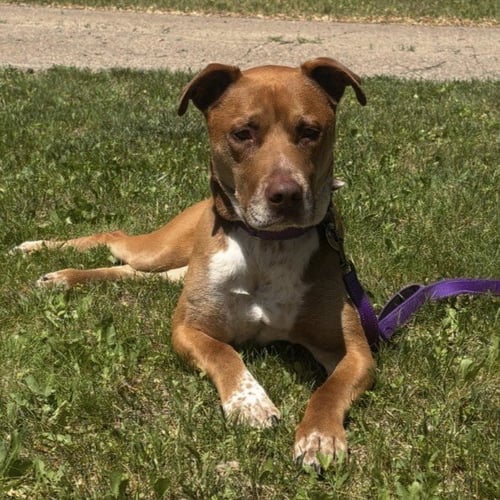BREAD - Pit Bull Terrier / Labrador Retriever for adoption in Fargo