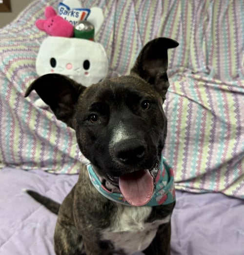 MR KADING - Pit Bull Terrier for adoption in Fargo