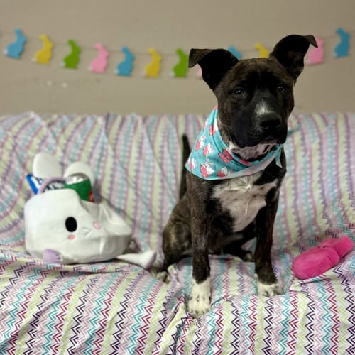 MR KADING - Pit Bull Terrier available for adoption