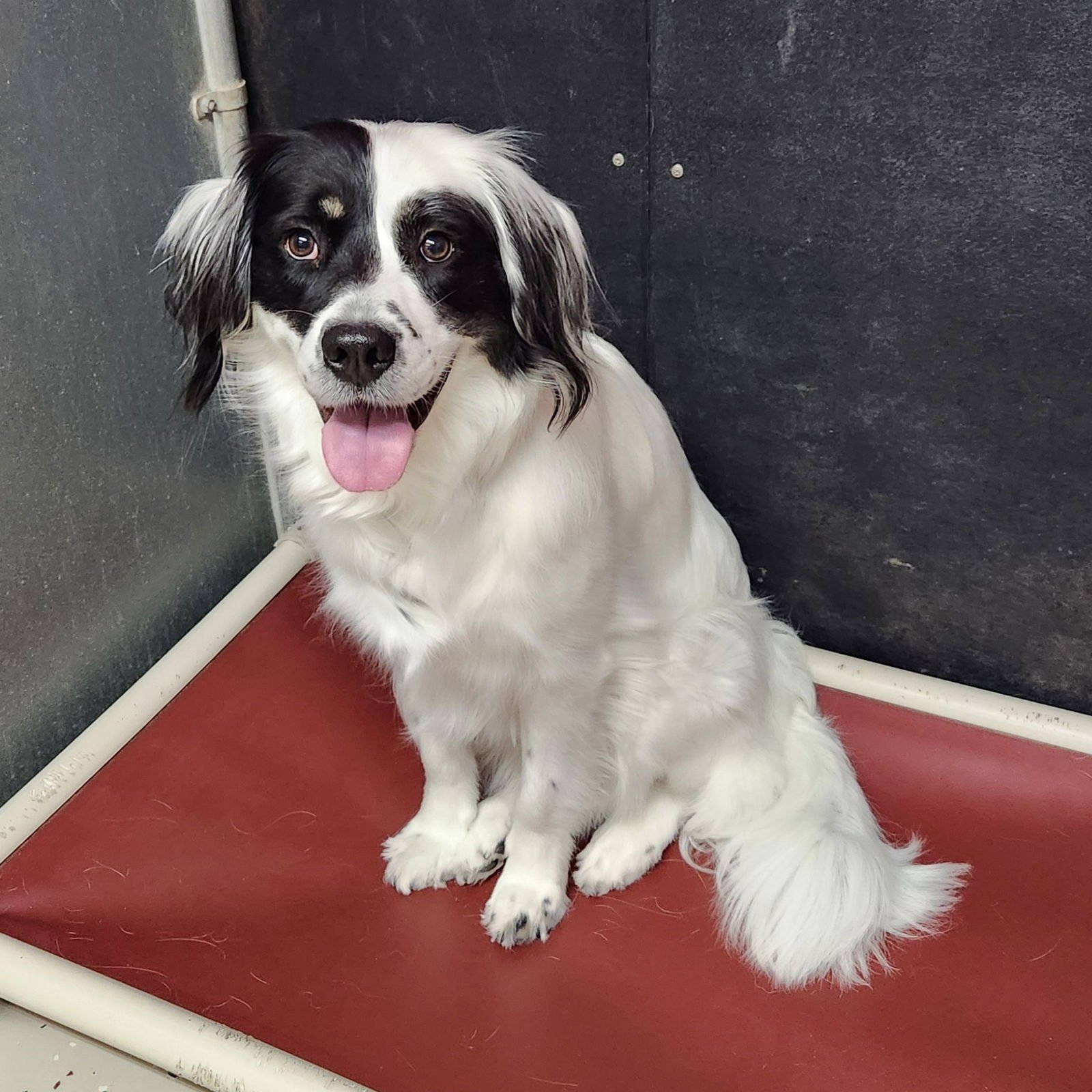 SUGAR POPPY - Border Collie available for adoption