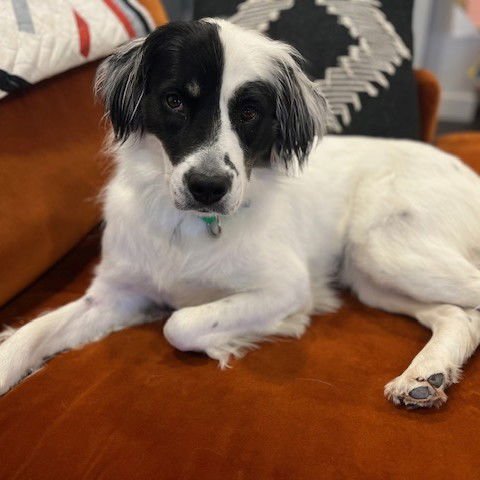 SUGAR POPPY - Border Collie available for adoption