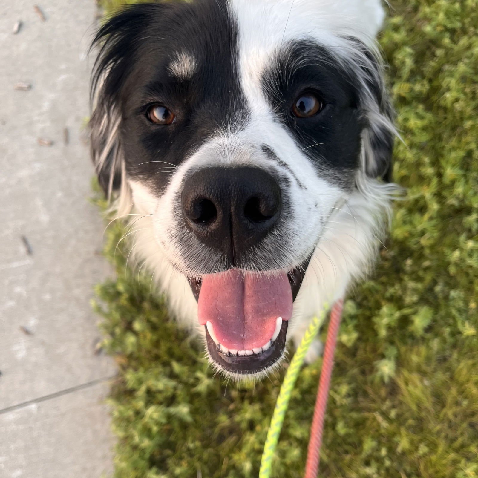 Sugar Poppy - Photo 3