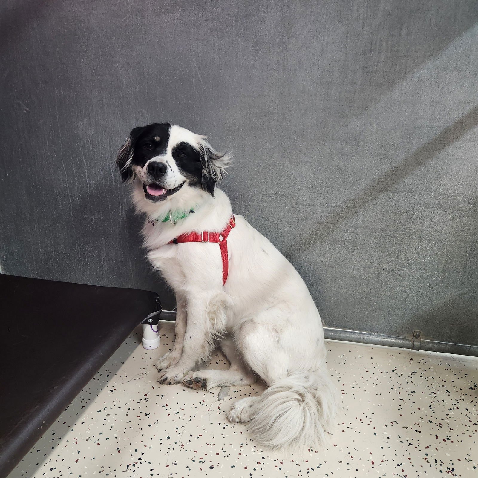 Sugar Poppy - Photo 5