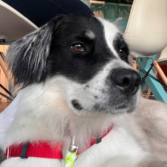 Sugar Poppy - Photo 6