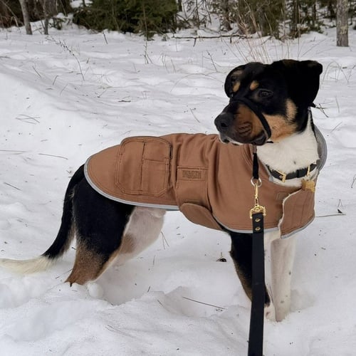 RICK ASTLEY - Terrier available for adoption