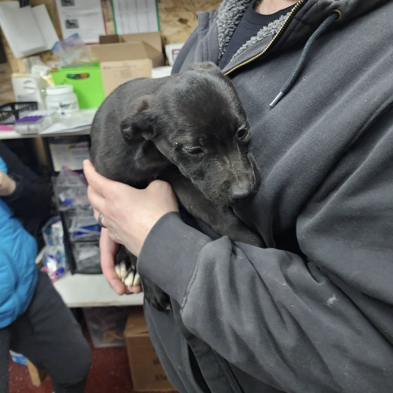 ALLEGRO - Pit Bull Terrier available for adoption