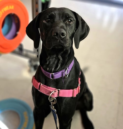 JUMANJI - Labrador Retriever for adoption in Fargo