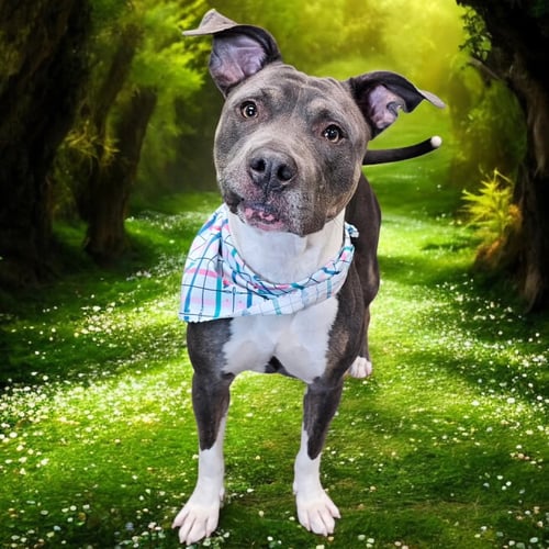 GAYLE - Pit Bull Terrier for adoption in Fargo